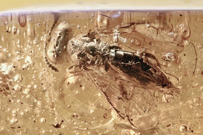 Fossil Parasitoid Wasp (Pteromalidae) In Baltic Amber #315308